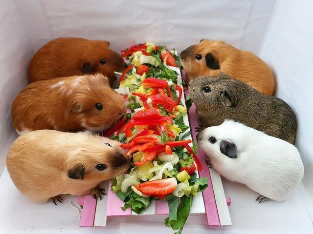 Can guinea pigs eat parsnip outlet leaves